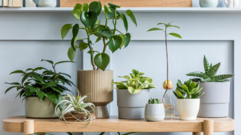 5 tipos de plantas para apartamento
